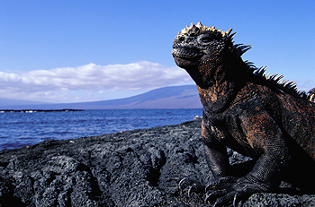  Iguana, Islas Galápagos